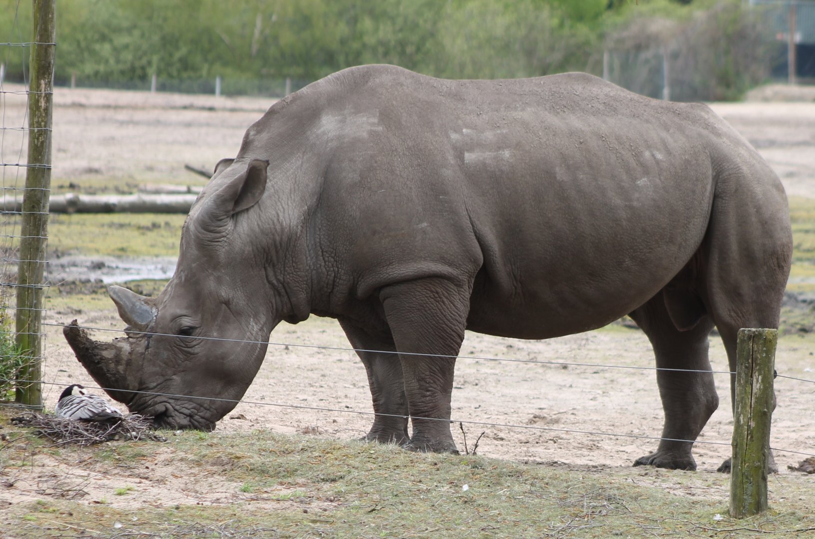 Southern white rhino inspecting goose-nest