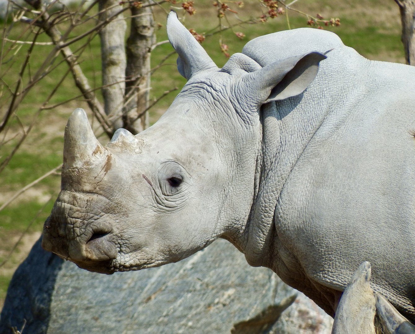 Southern white rhino, Kifaru (m) - April 24, 2025