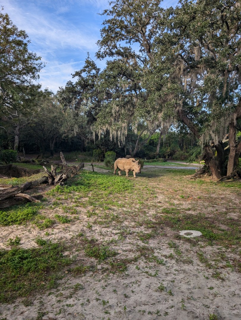 Southern White Rhino - Kilimanjaro Safari