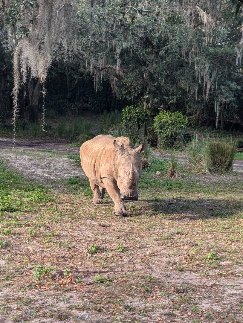 Southern White Rhino - Kilimanjaro Safari