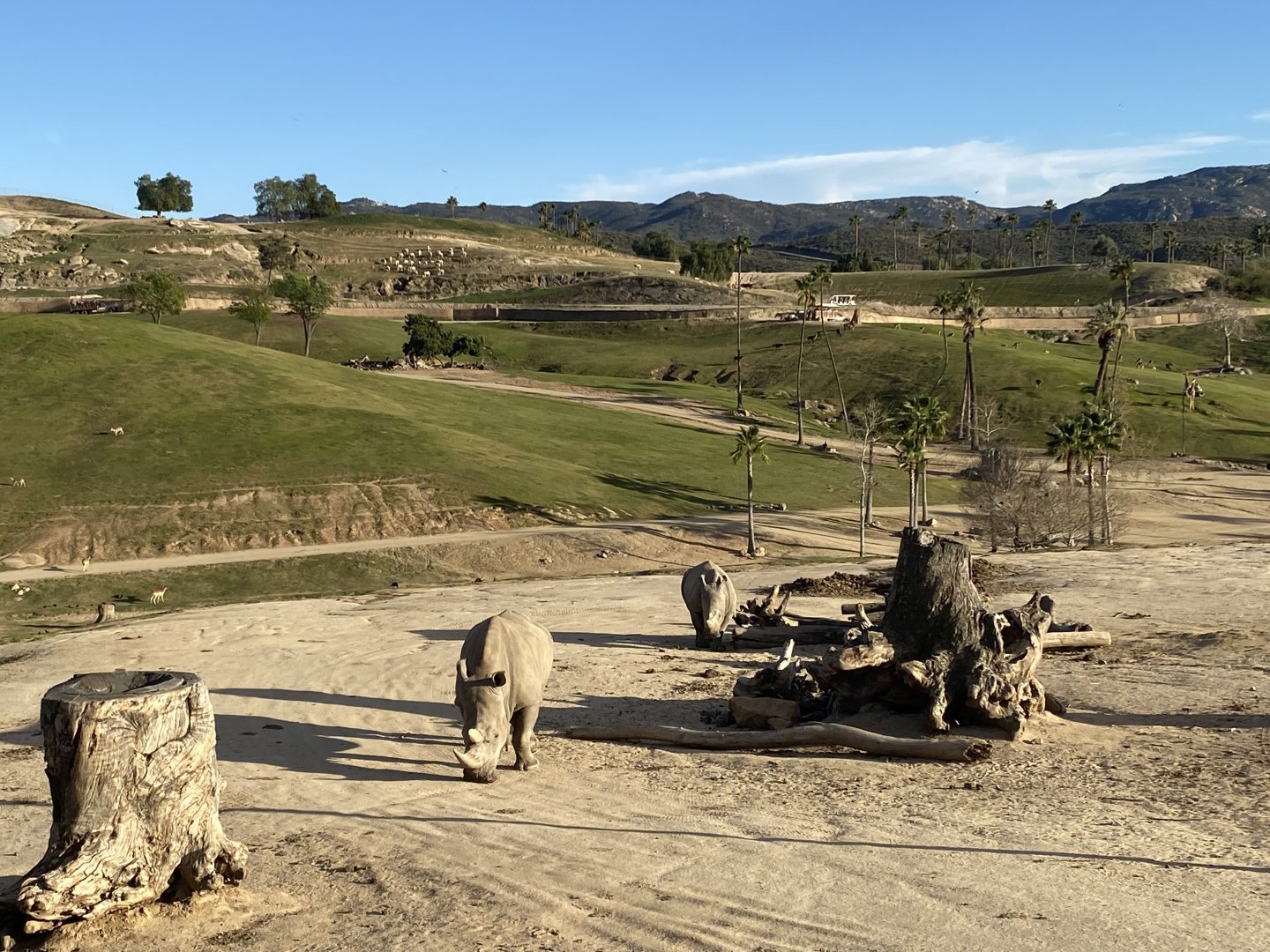 Southern White Rhino Mom and Calf - East Africa Field Habitat