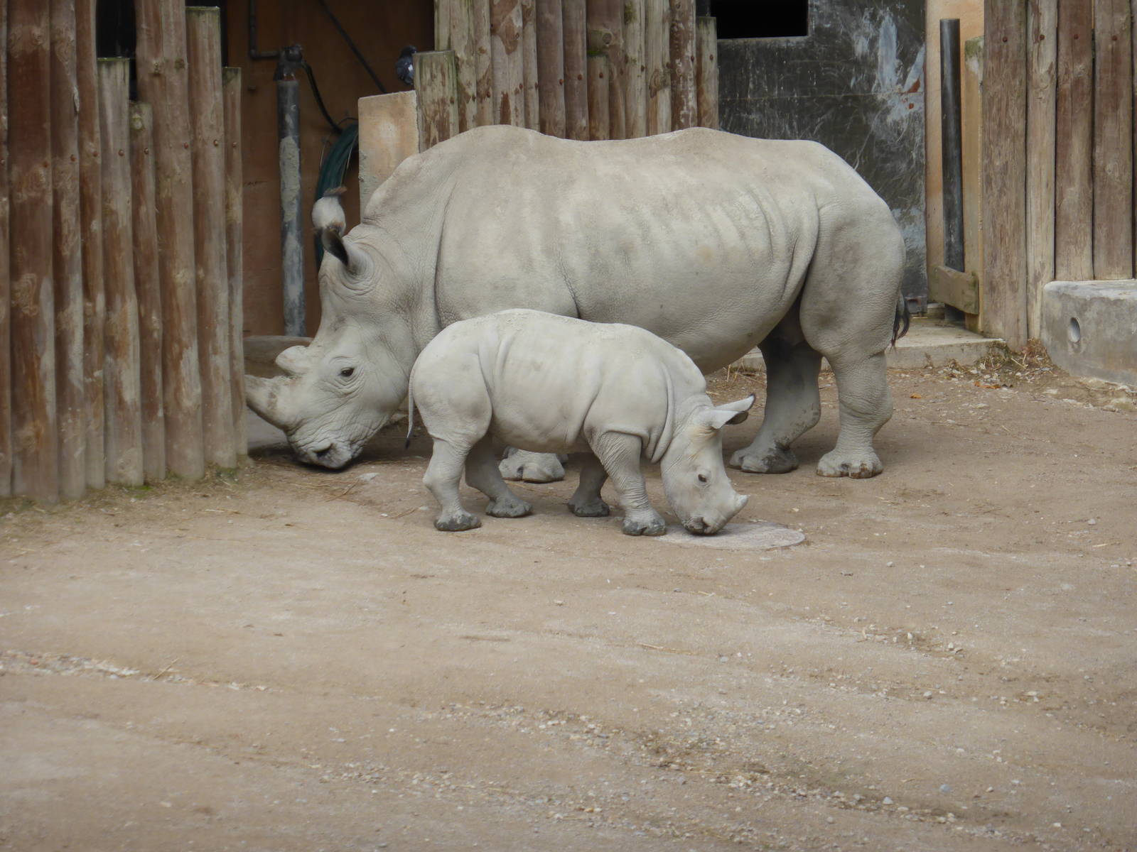 Southern white rhino mother and calf .