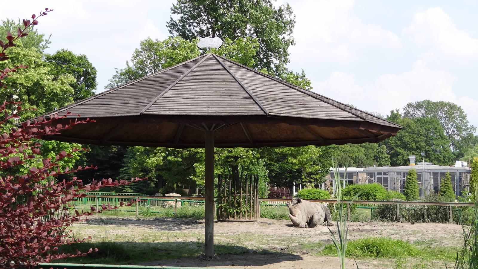 Southern White Rhino paddock