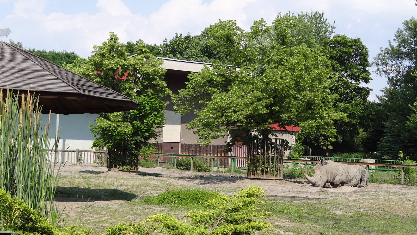 Southern White Rhino paddock