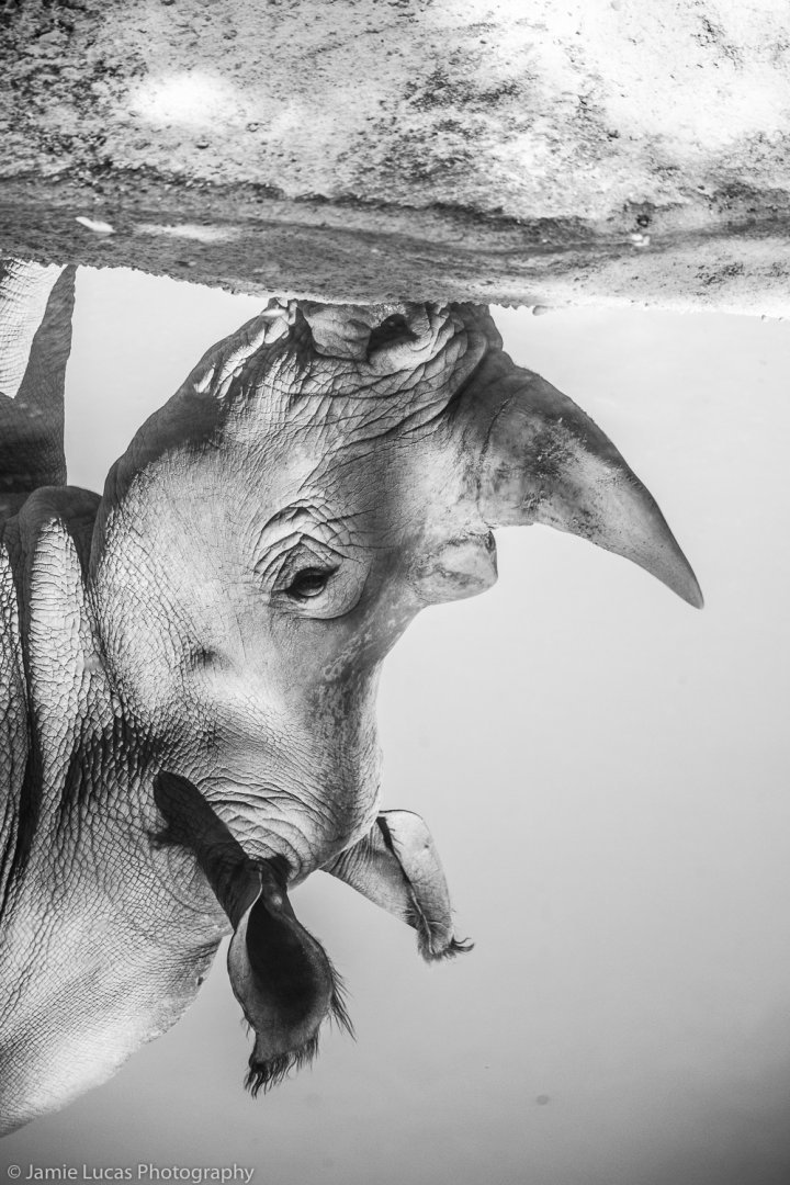 Southern White Rhino reflection