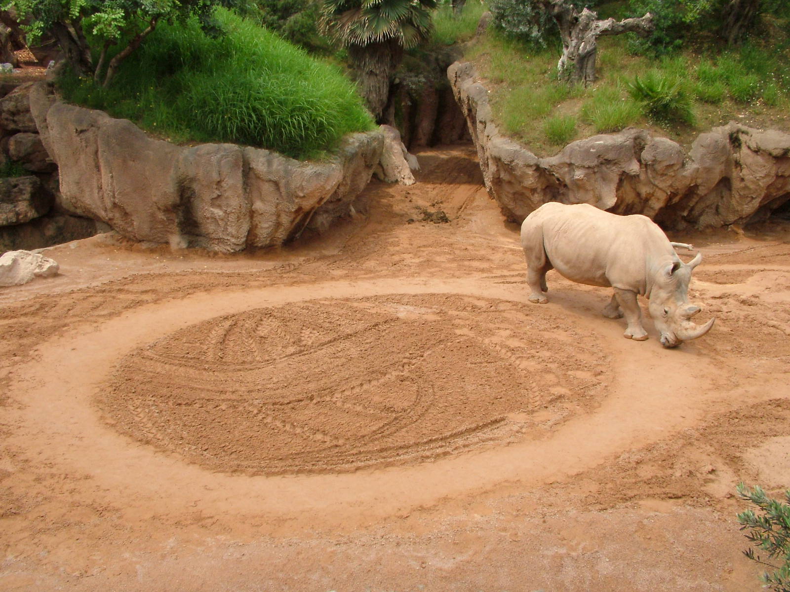Southern White Rhino 'Romulo' at Bioparc Valencia, 28/05/11