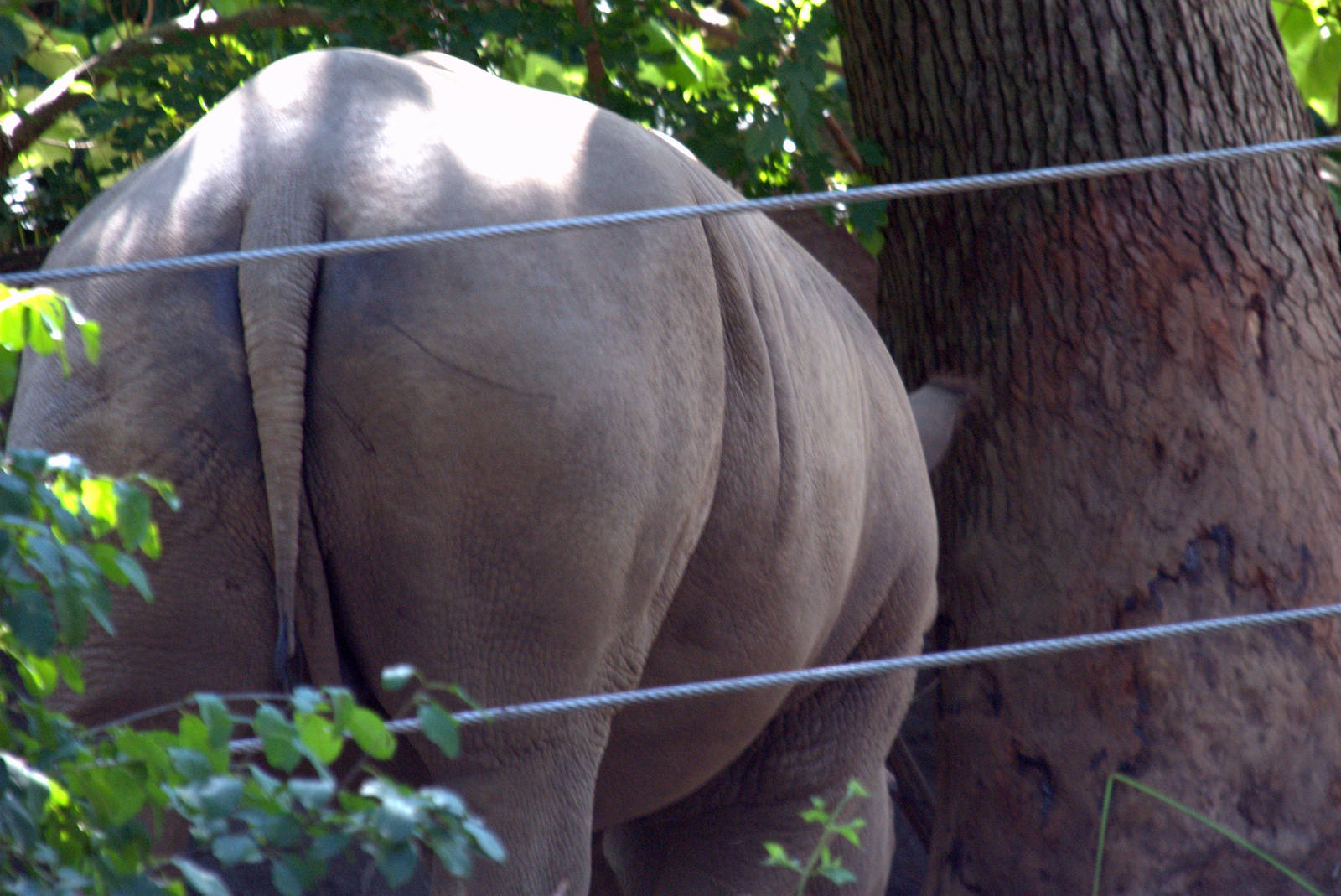 Southern white rhino rump