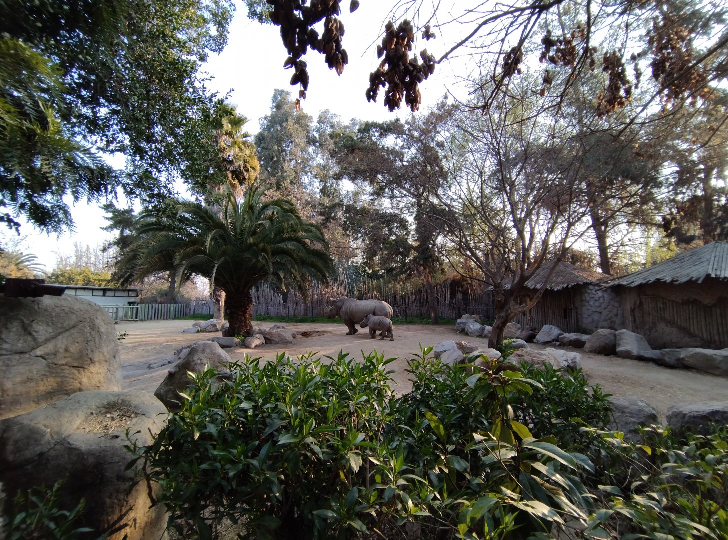 Southern white rhino second exhibit - Buin zoo