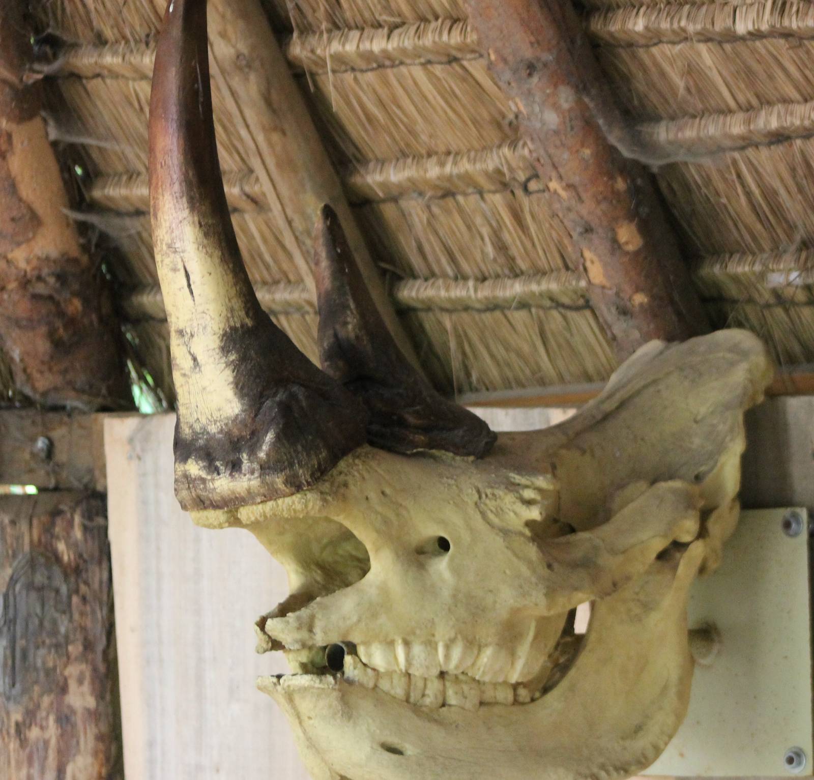 Southern white rhino skull