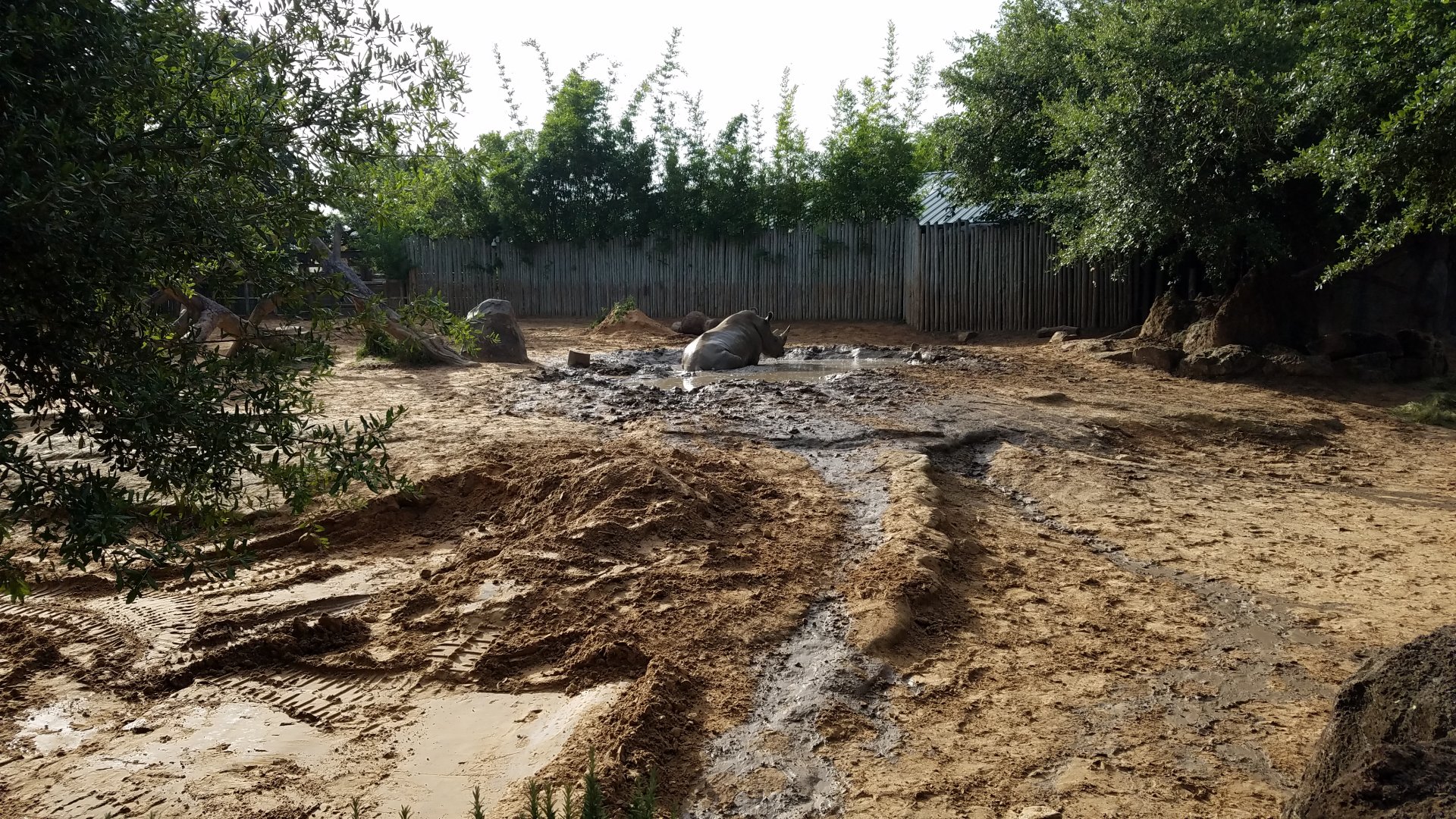 Southern White Rhino wallow