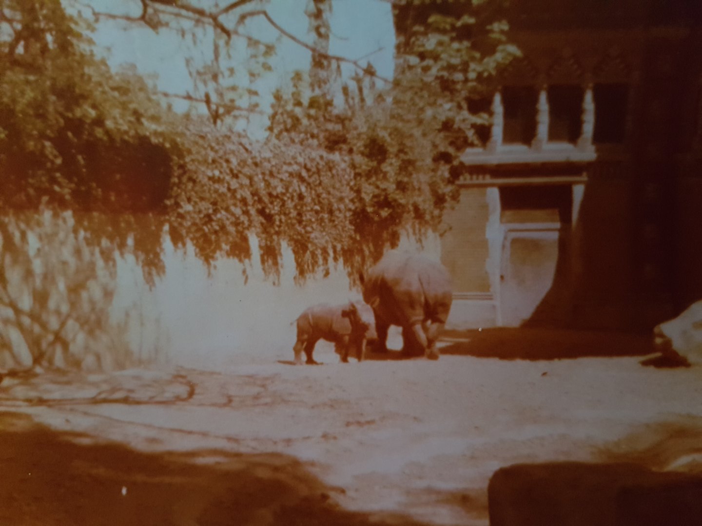 Southern white rhino with calf