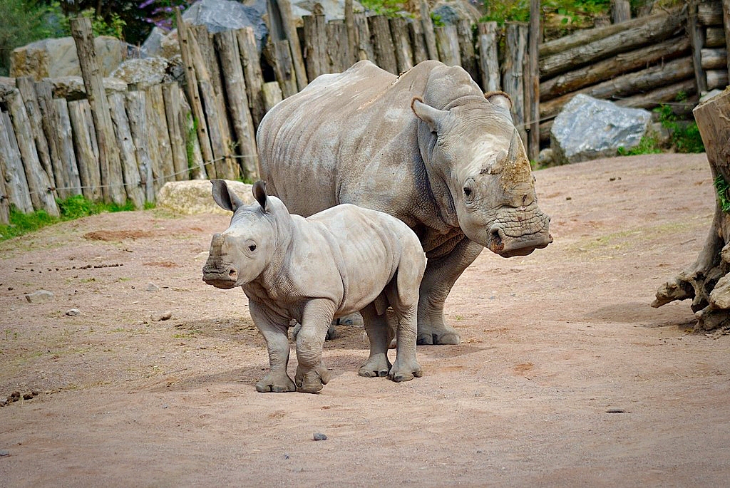Southern White Rhino with offspring