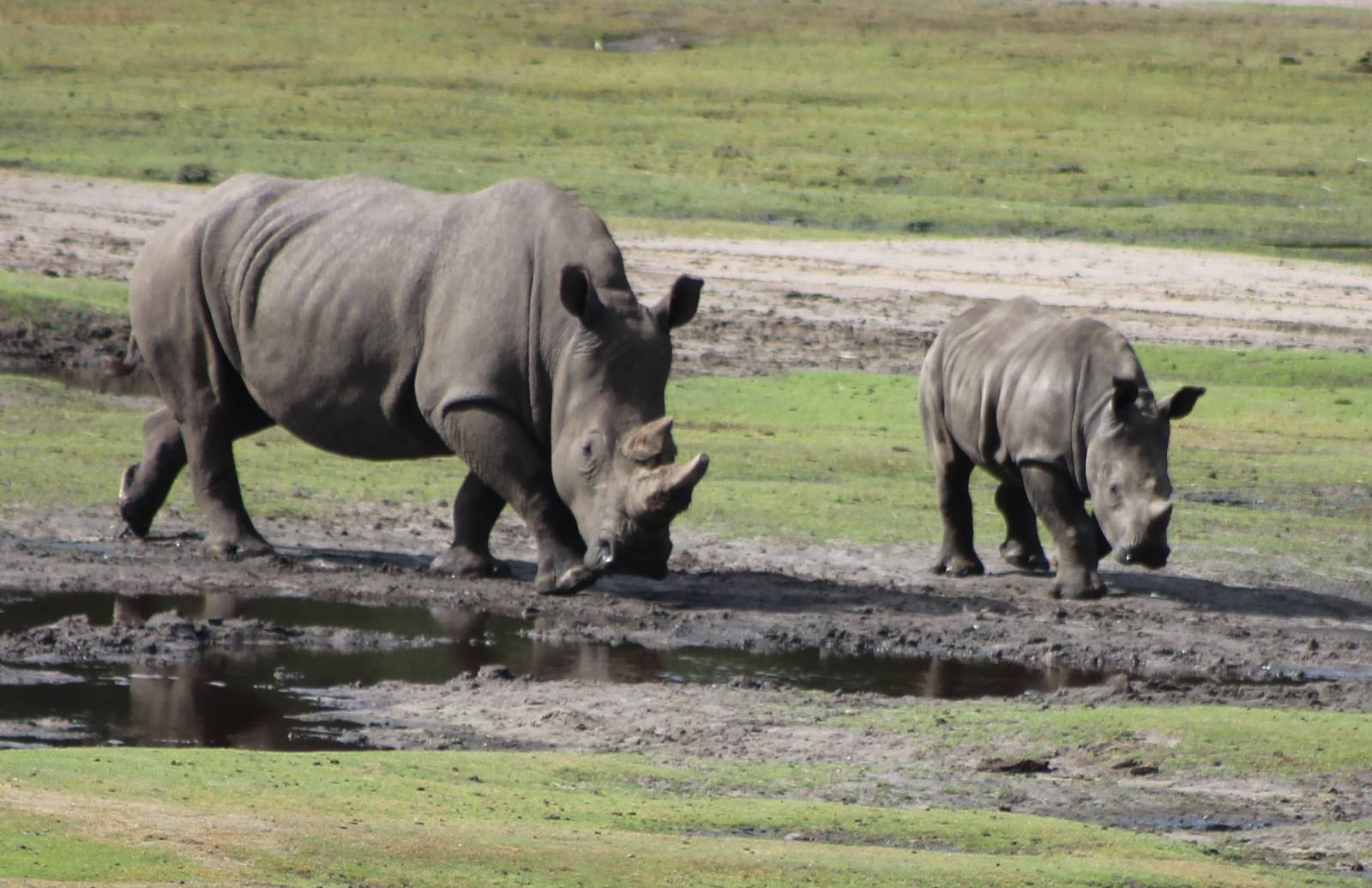 southern white rhino with young