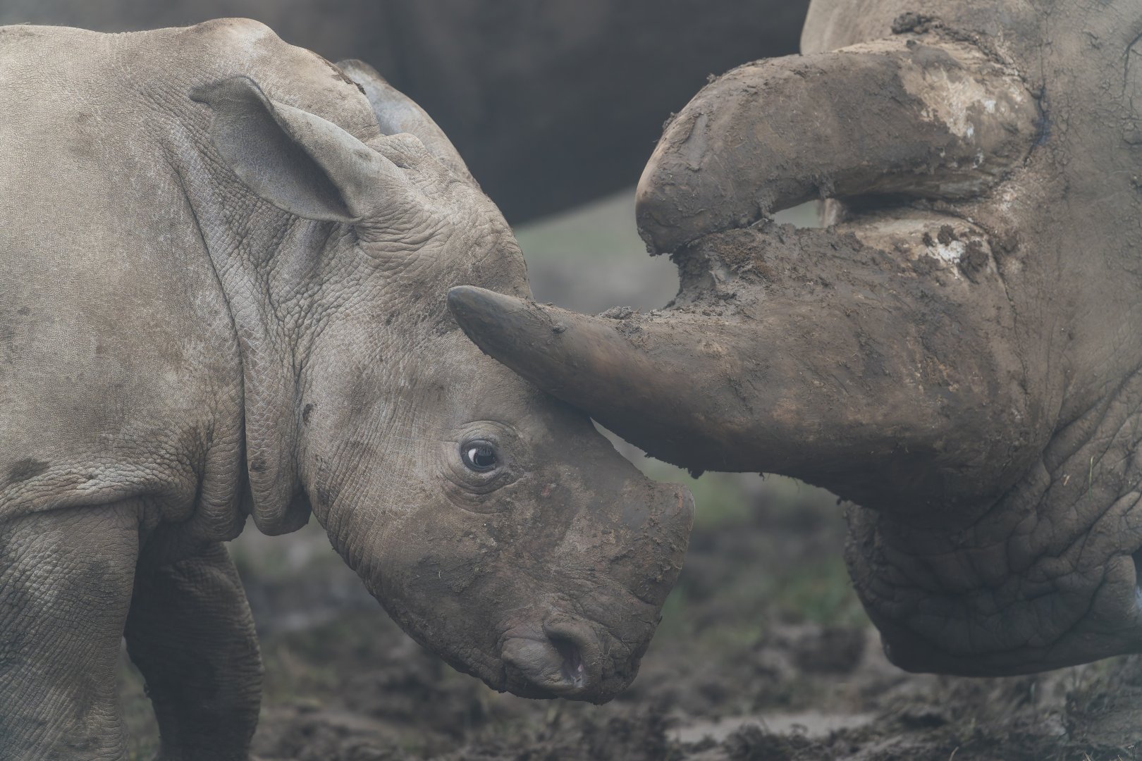 Southern White Rhino, ZSL Whipsnade, UK