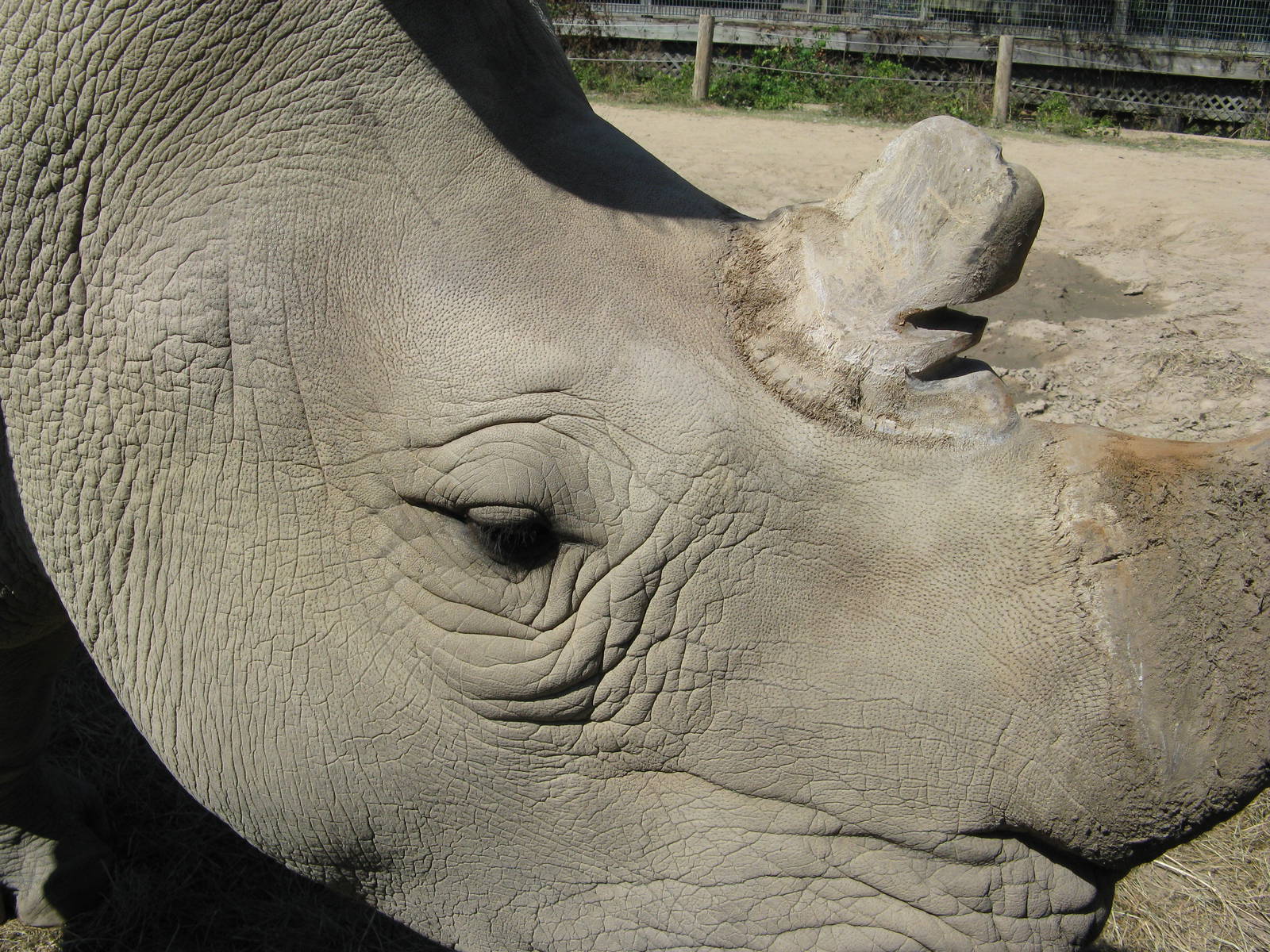 Southern White Rhino