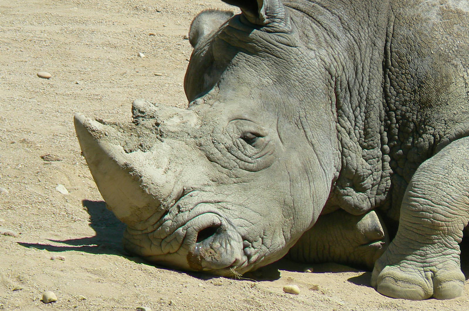 Southern white rhino