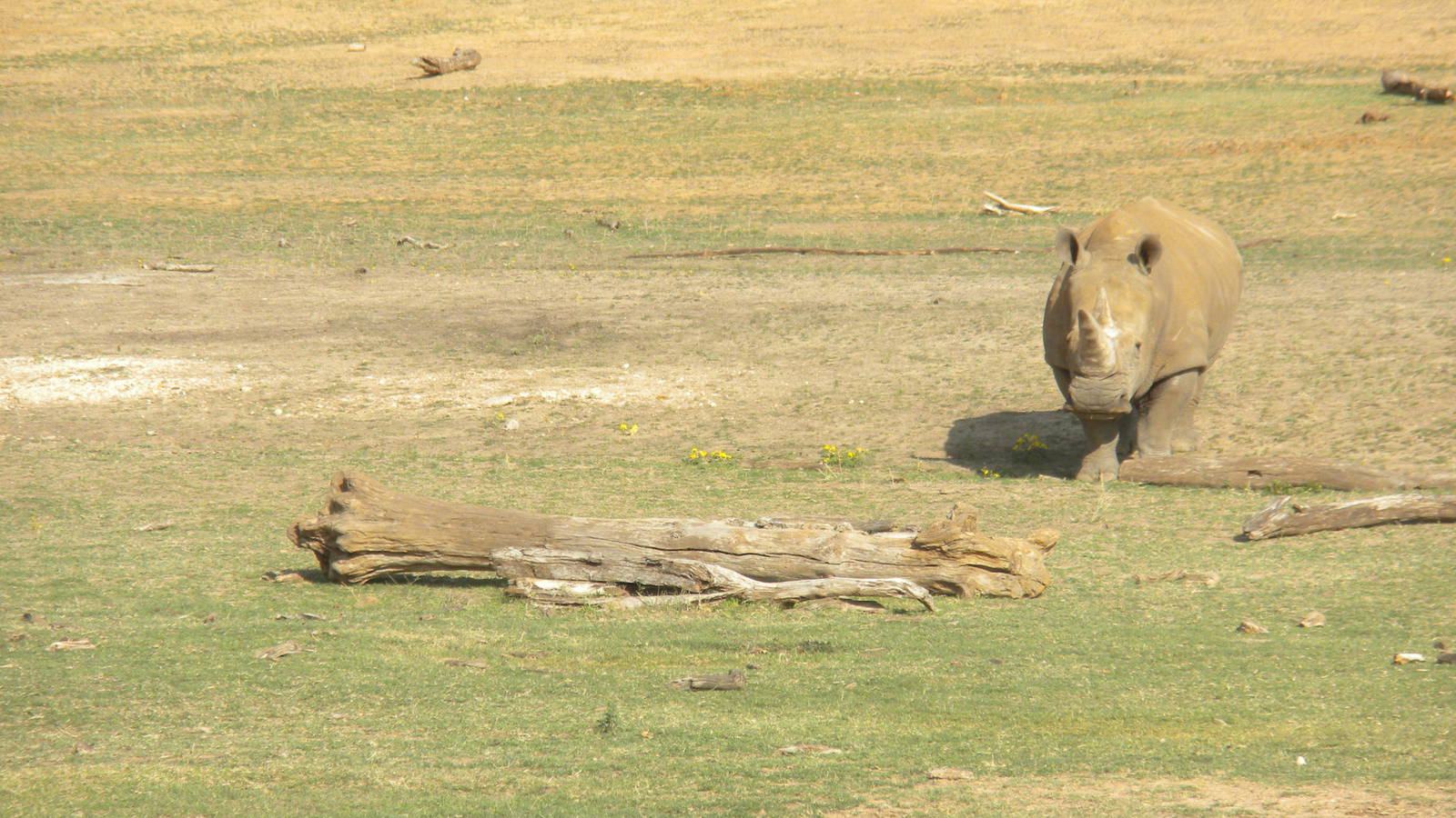 Southern White Rhino