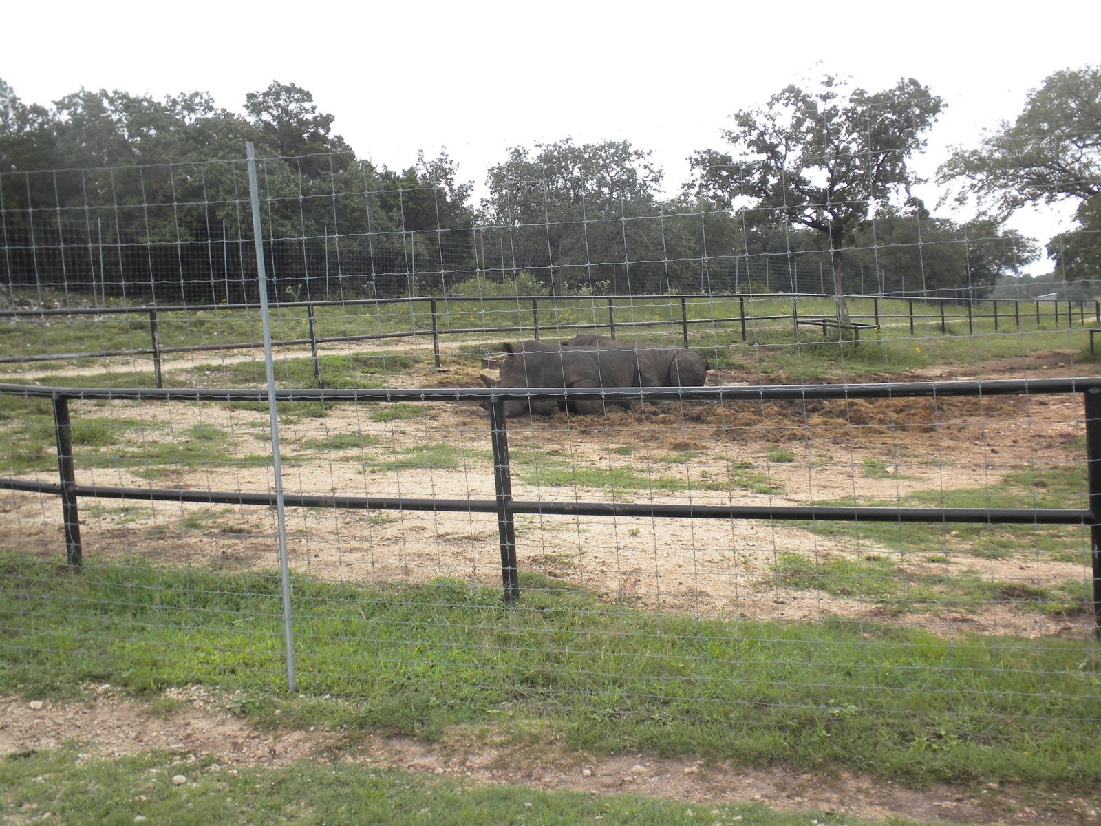 Southern White Rhino