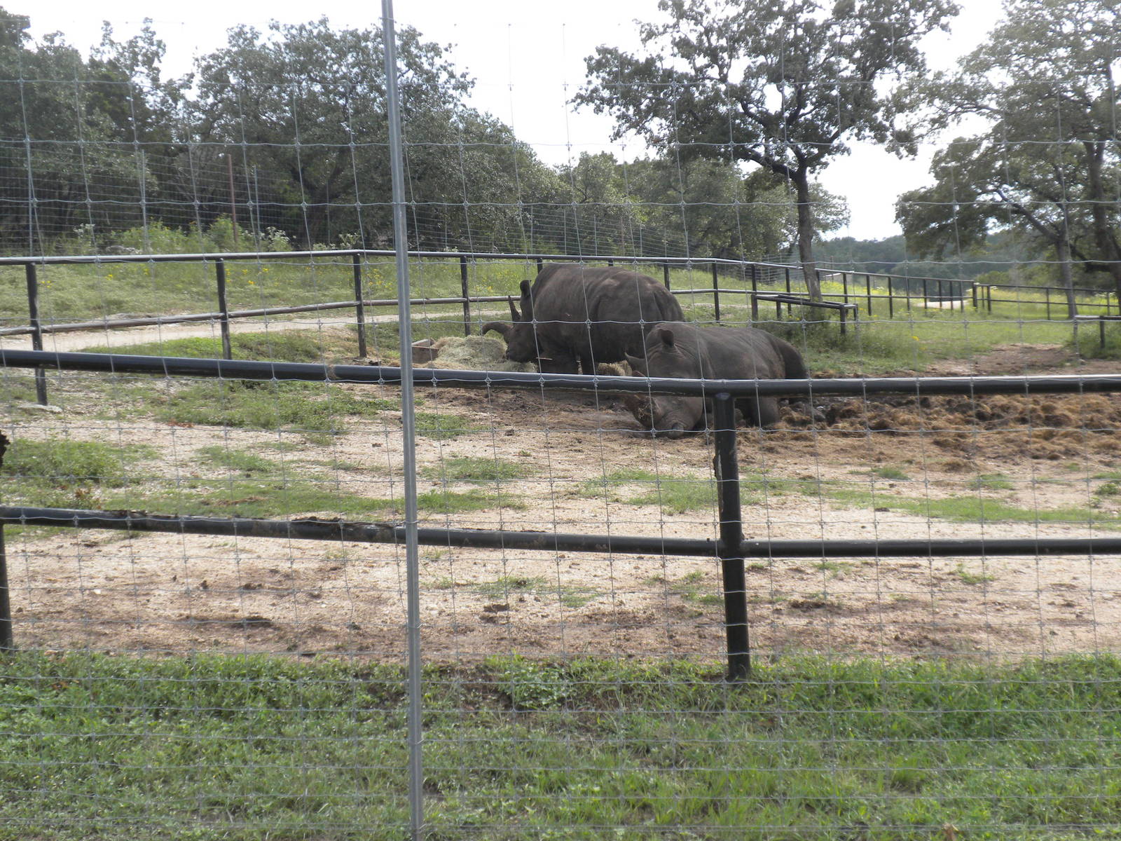 Southern White Rhino