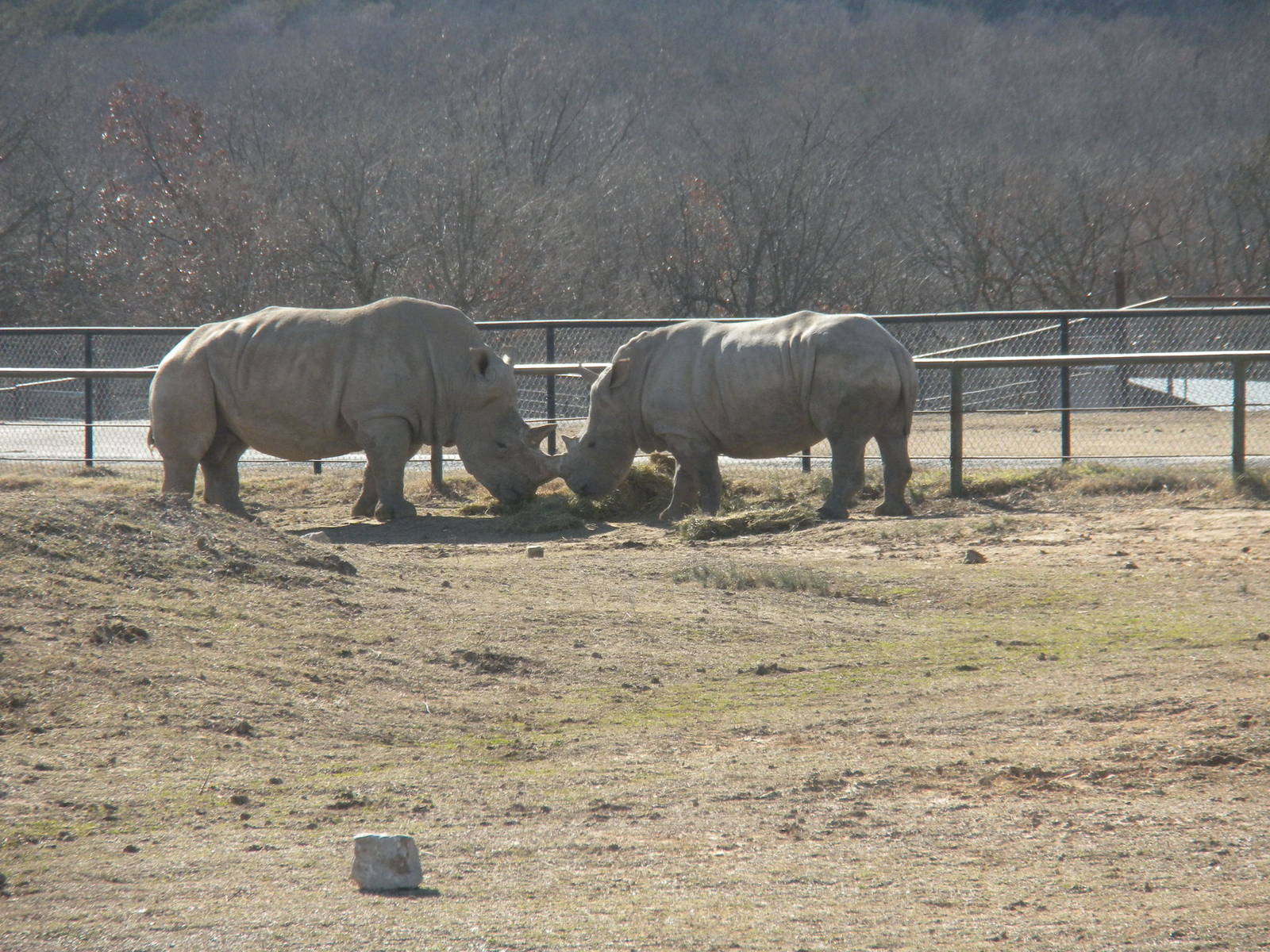 Southern White Rhino