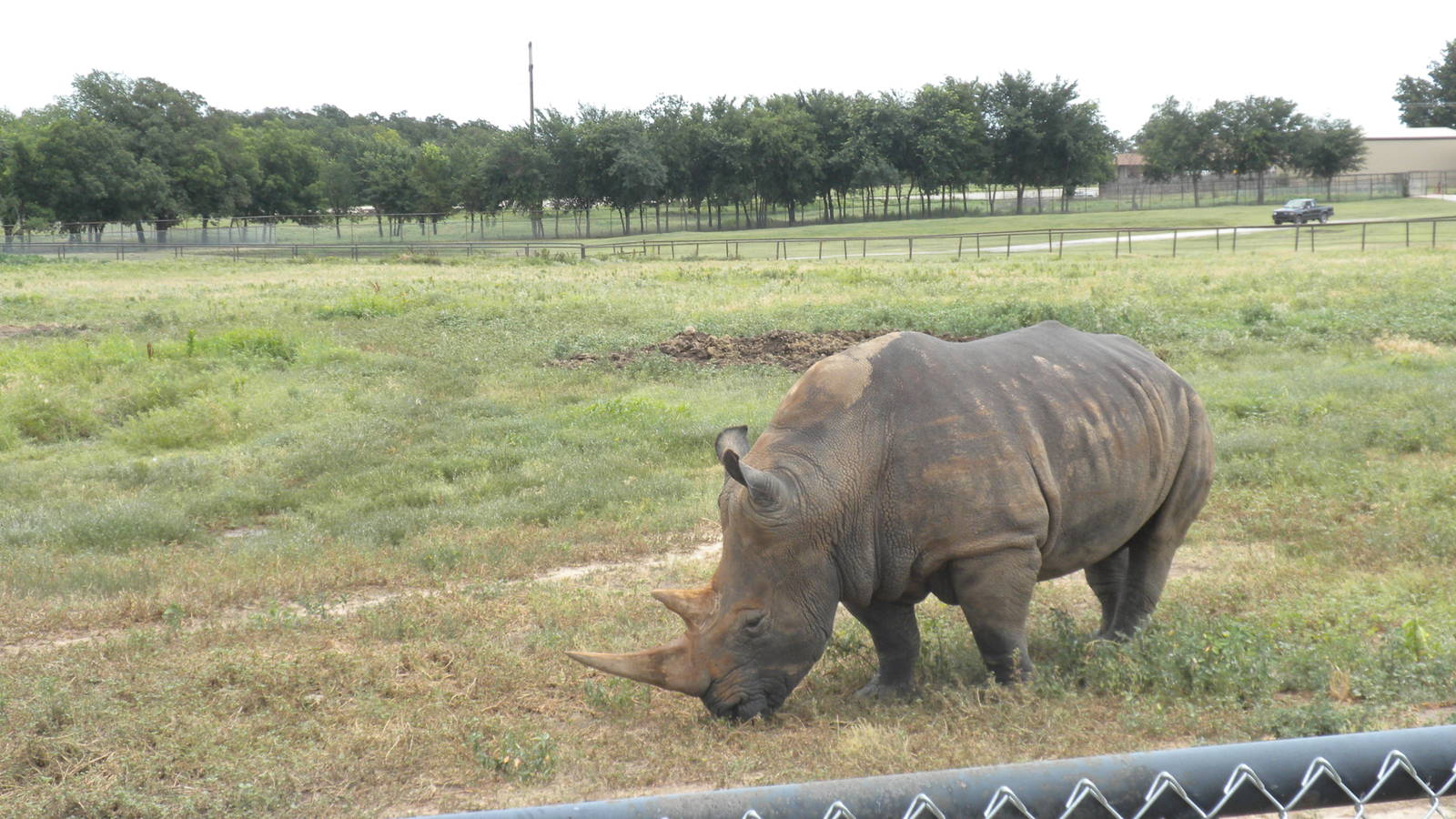 Southern White Rhino