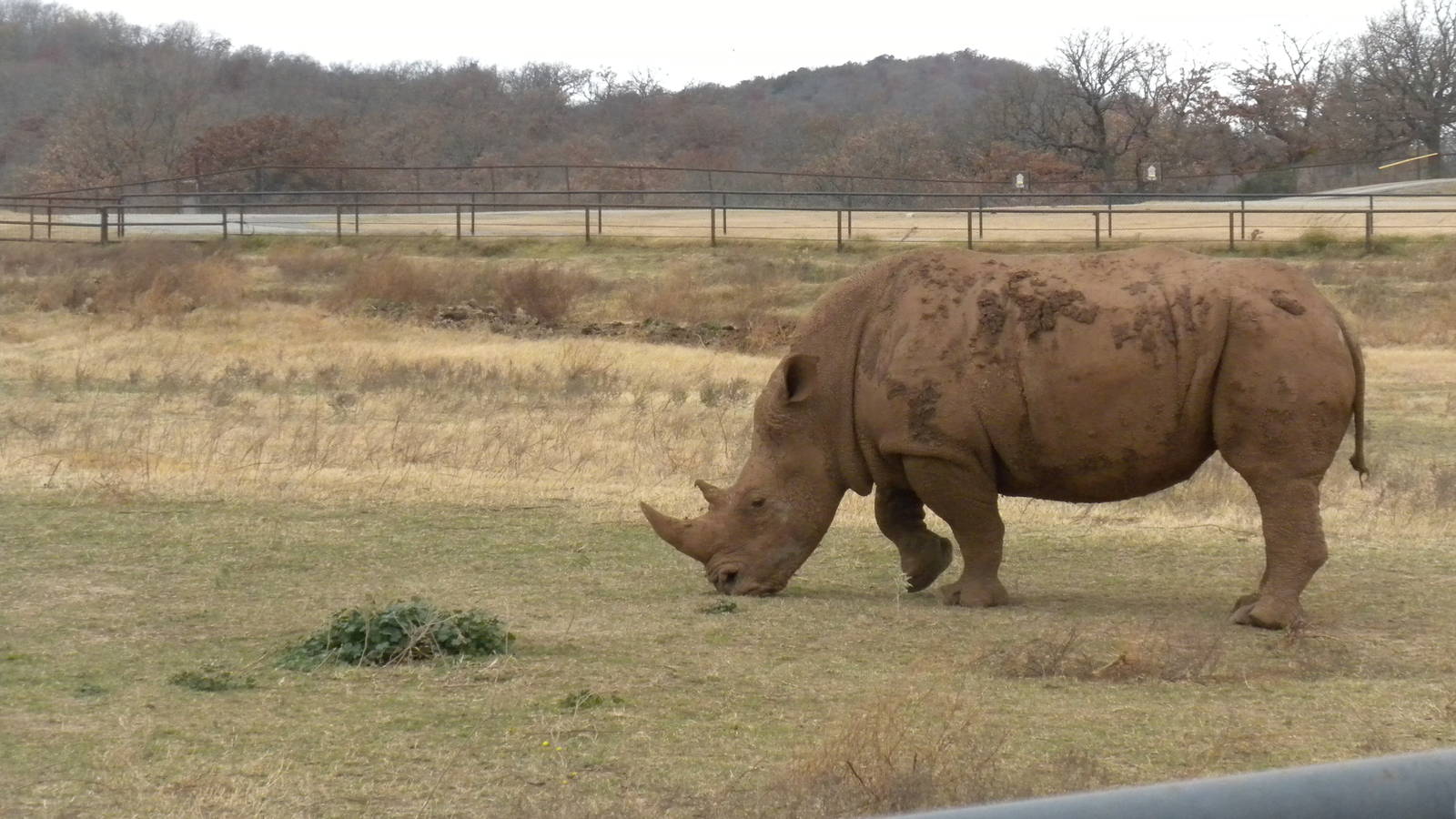 Southern White Rhino