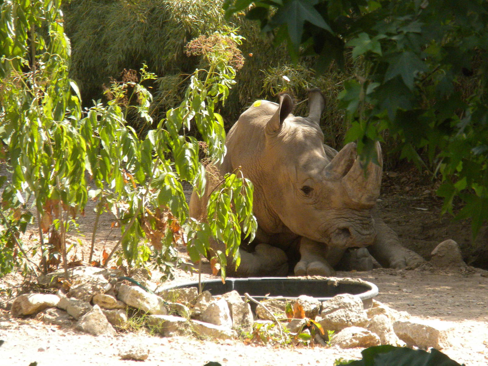 Southern White Rhino
