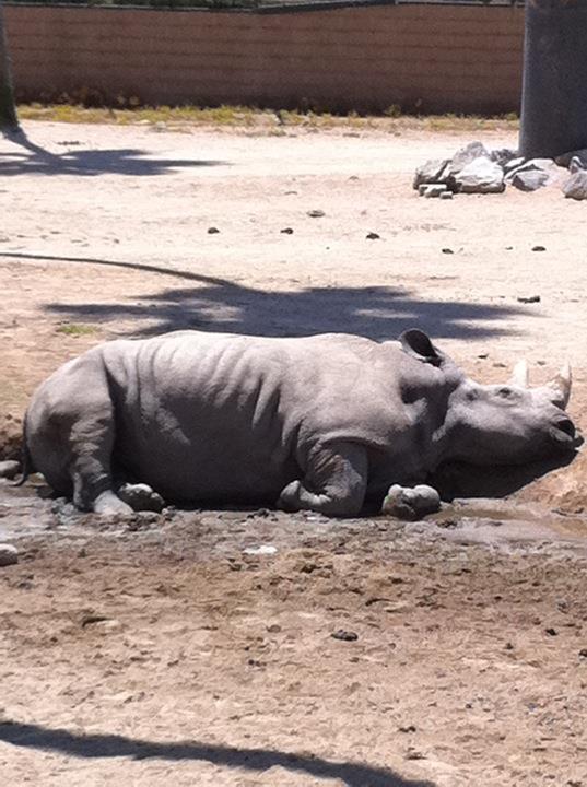 Southern white rhino
