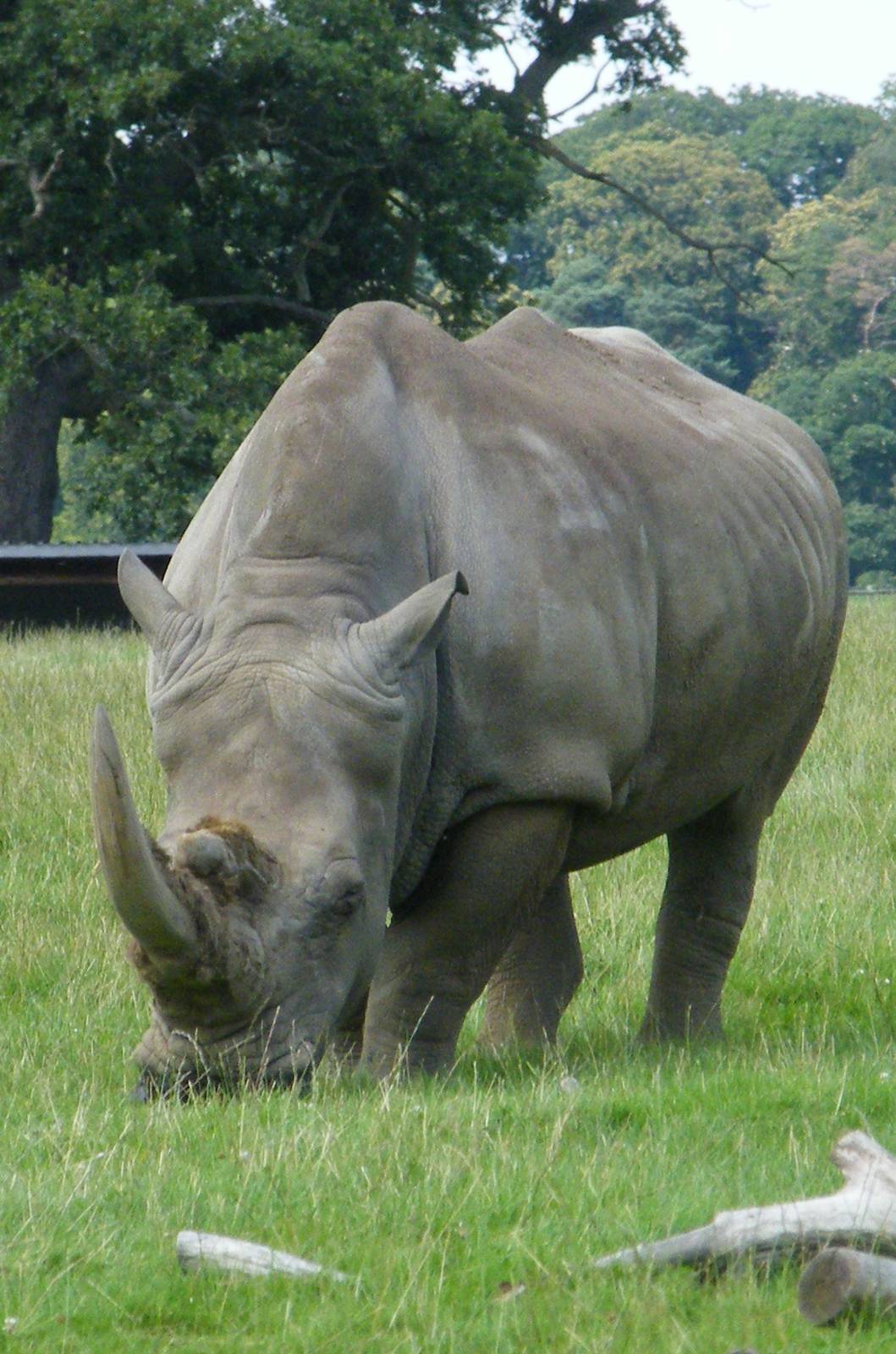 Southern White Rhino