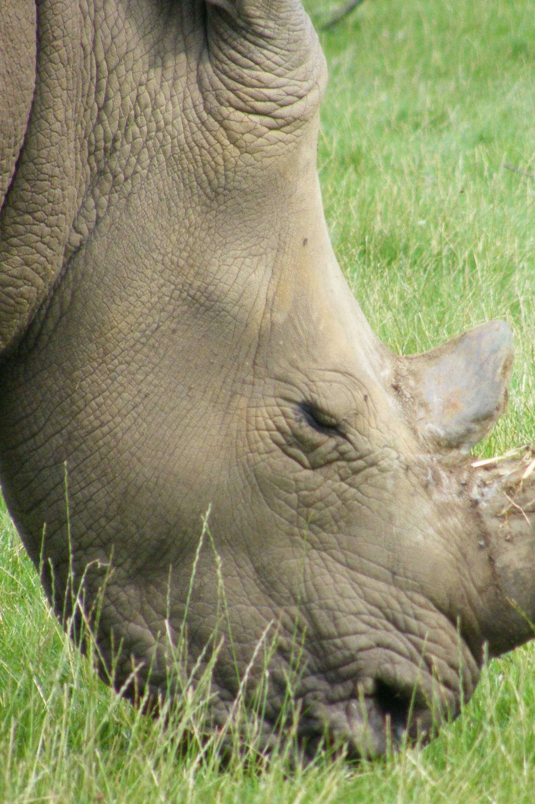 Southern White Rhino