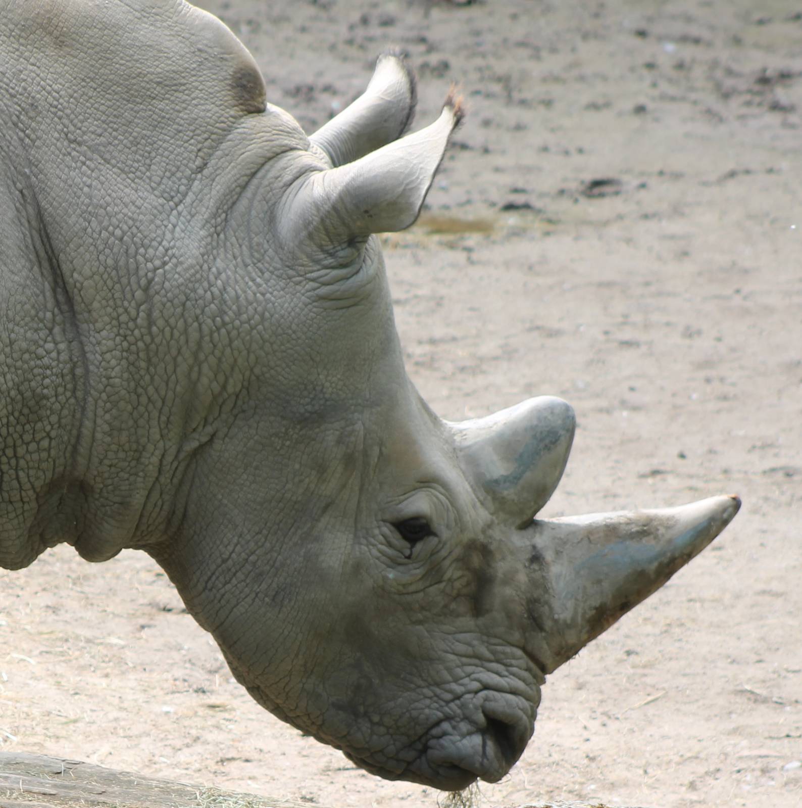 Southern white rhino