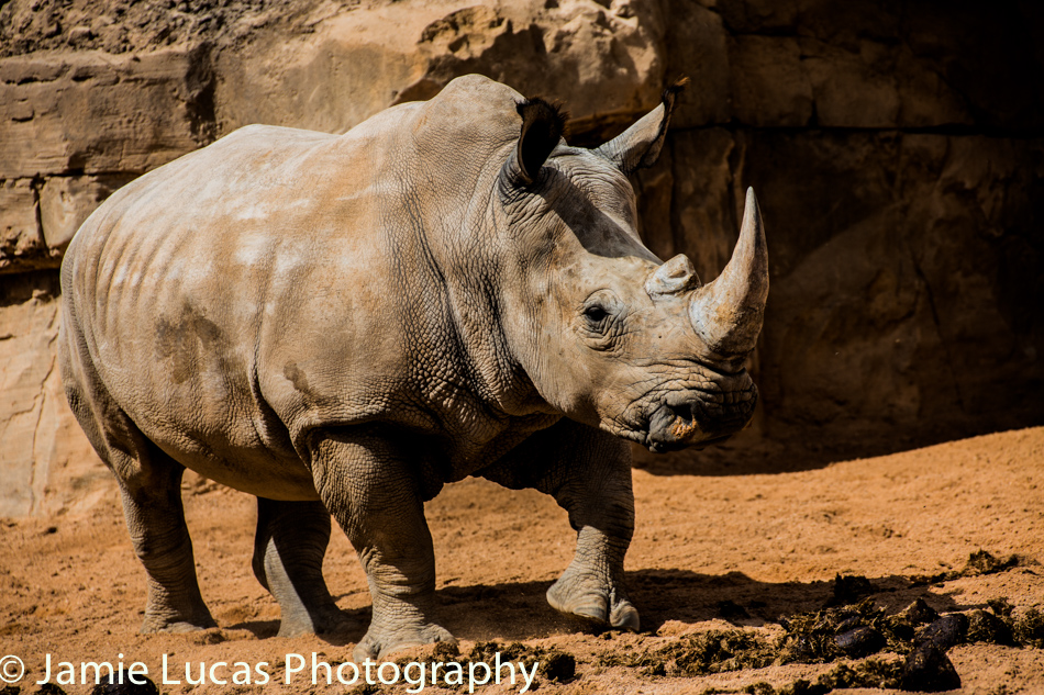 Southern White Rhino