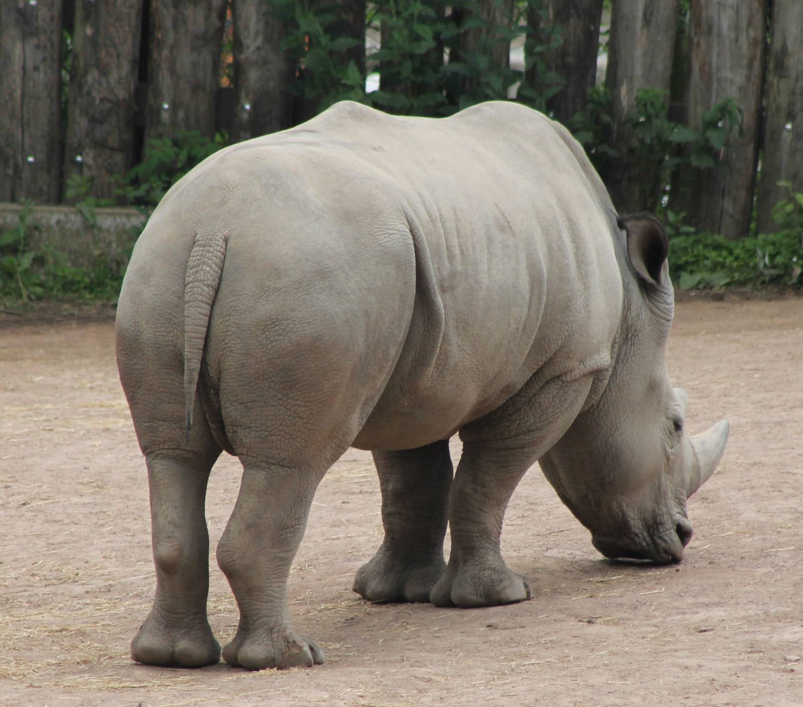 Southern white rhino