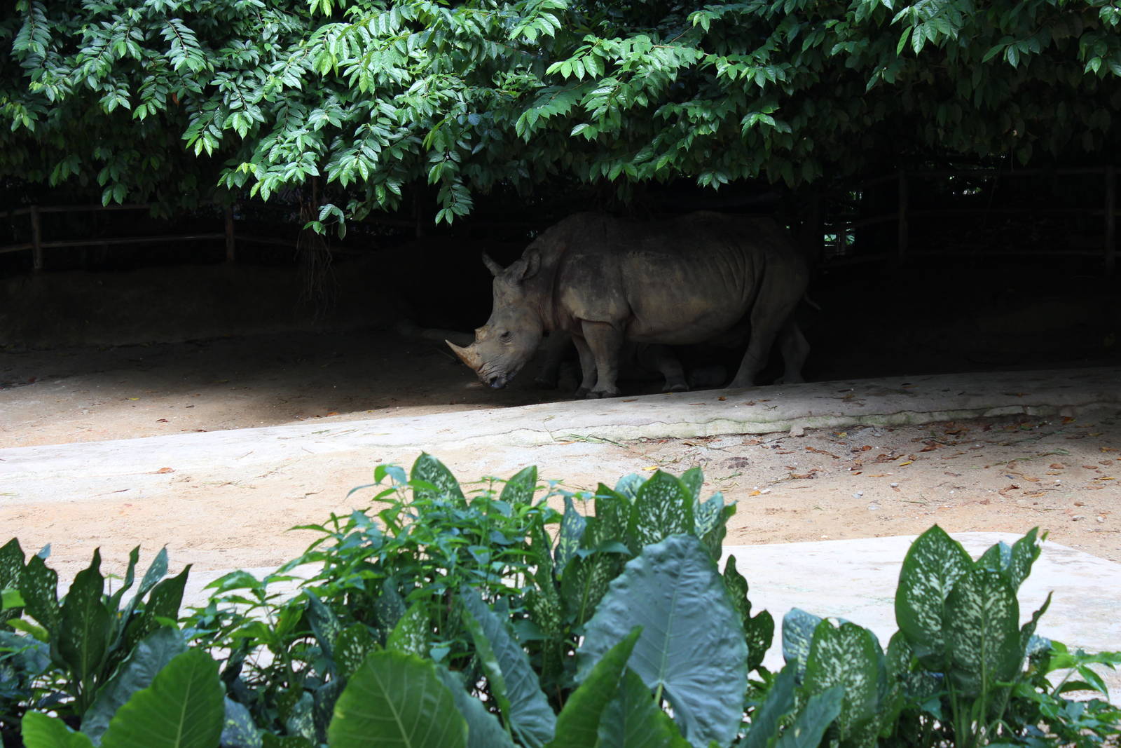Southern White Rhino