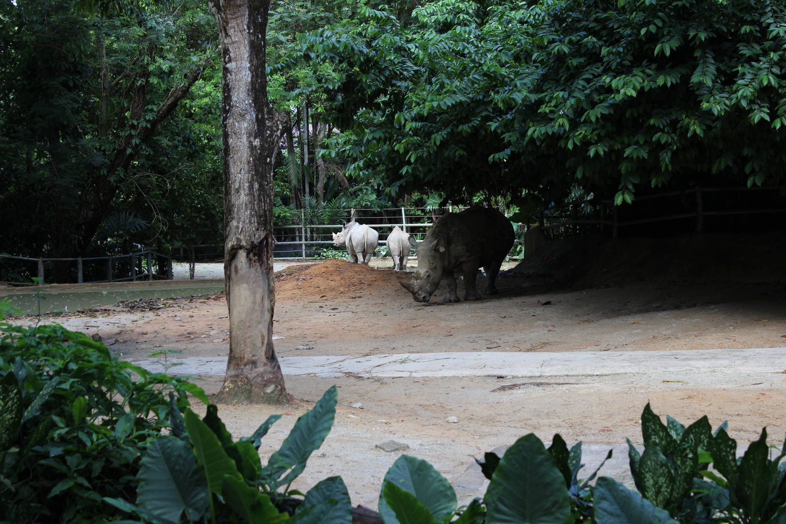 Southern White Rhino