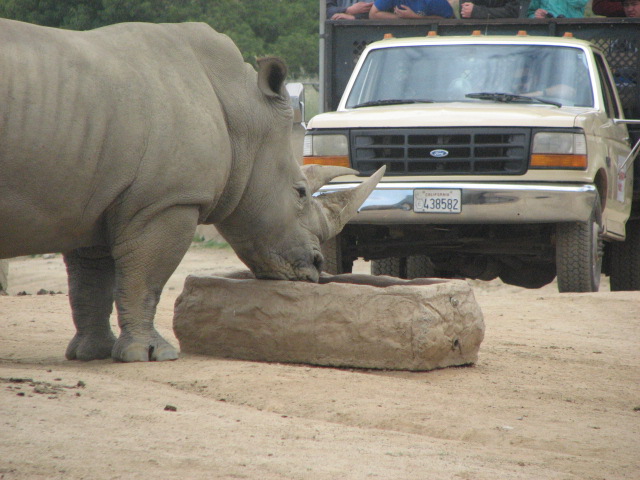 Southern white rhino