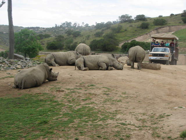 Southern white rhino