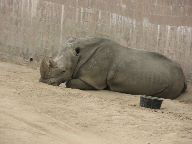 Southern white rhino