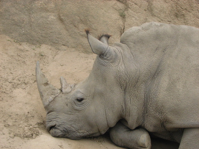 Southern white rhino