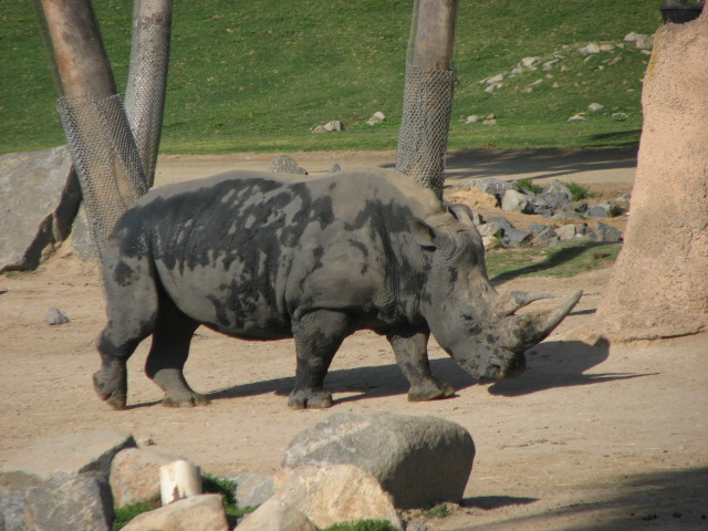 Southern white rhino