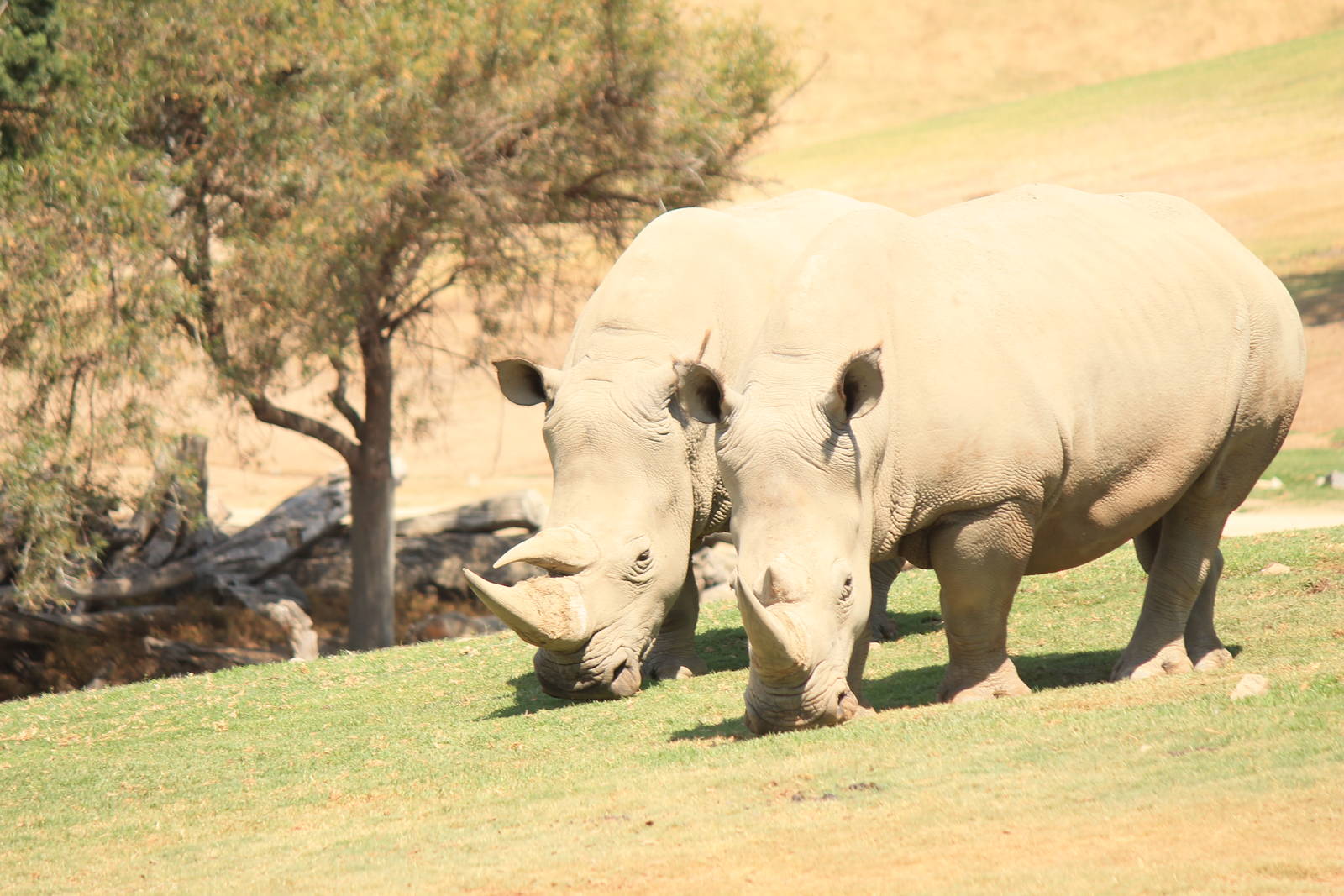 Southern White Rhino