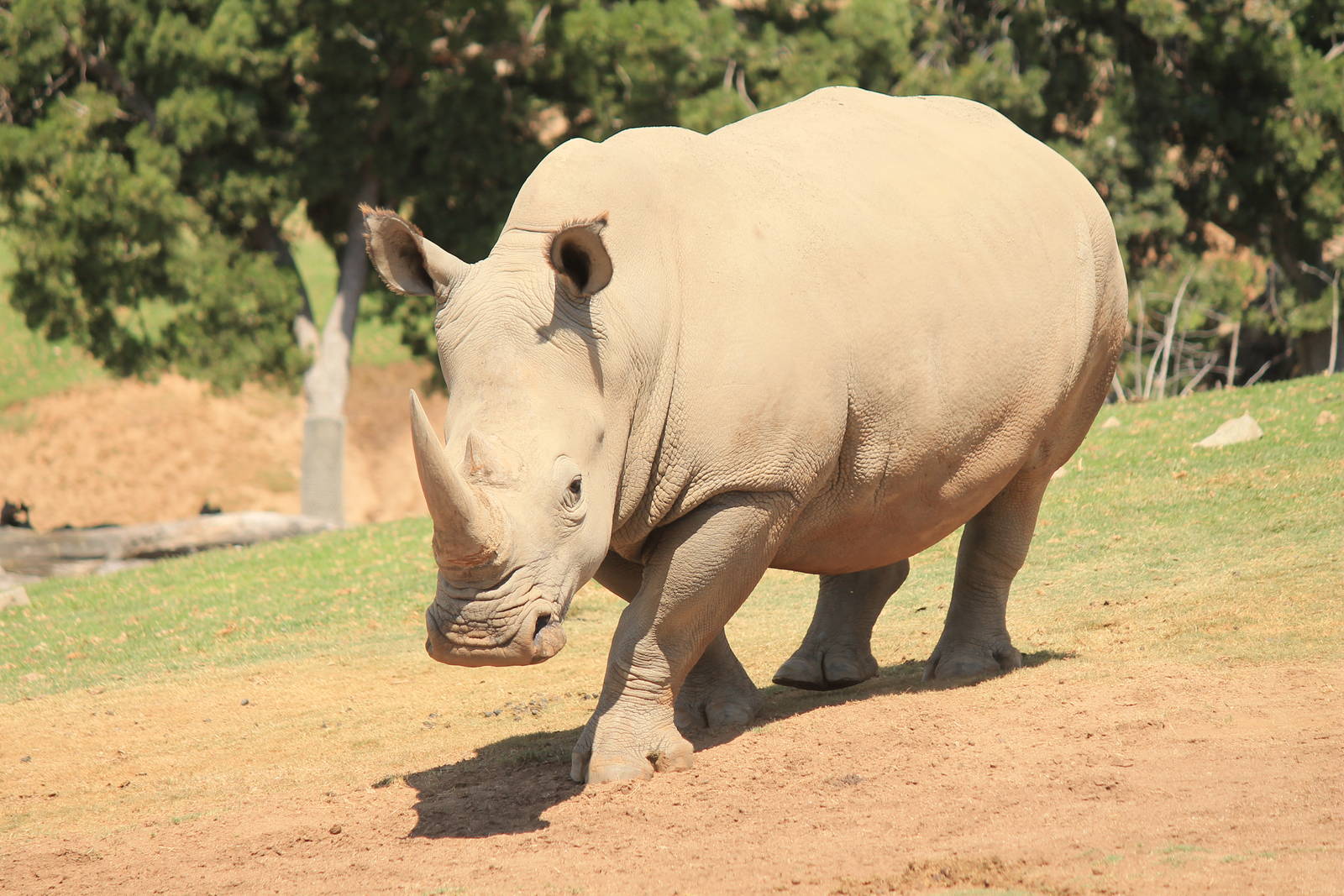 Southern White Rhino