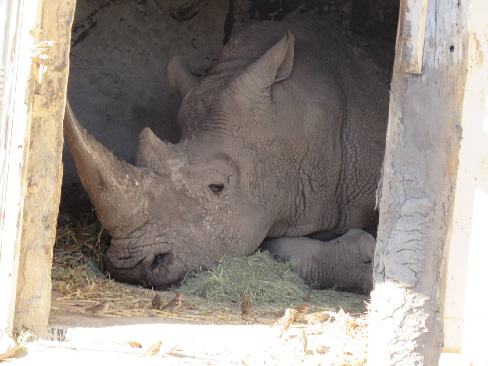 Southern White Rhino