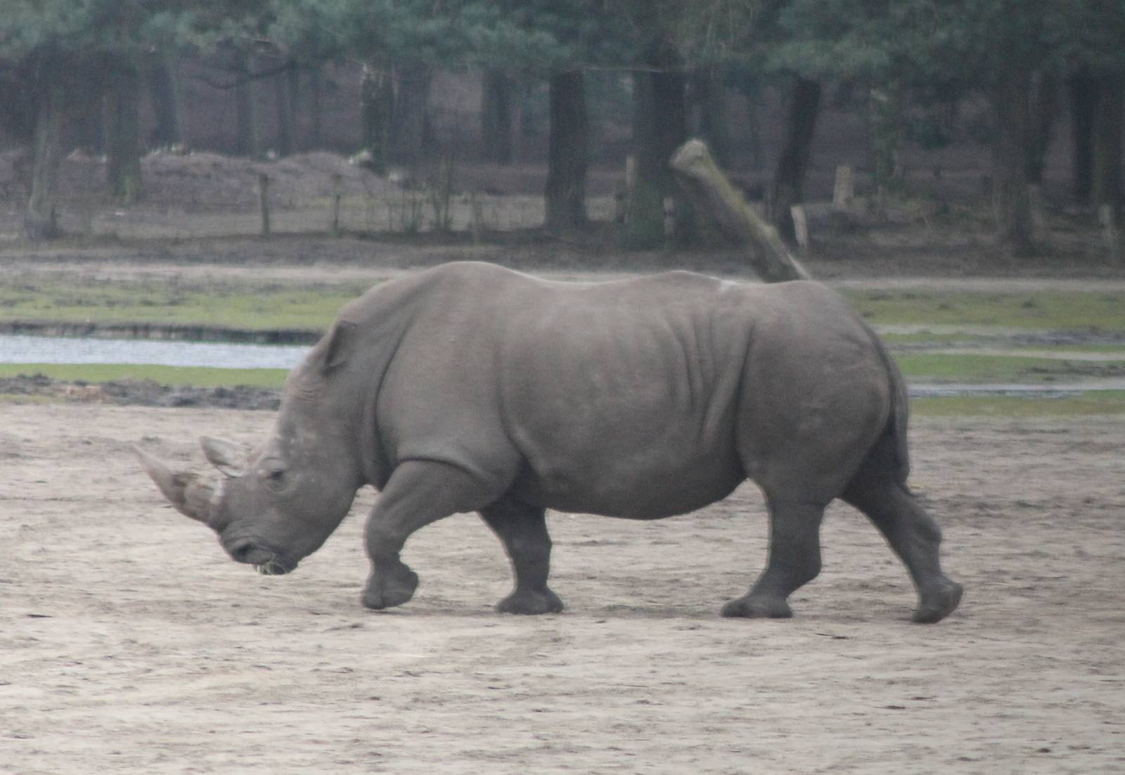 Southern white rhino