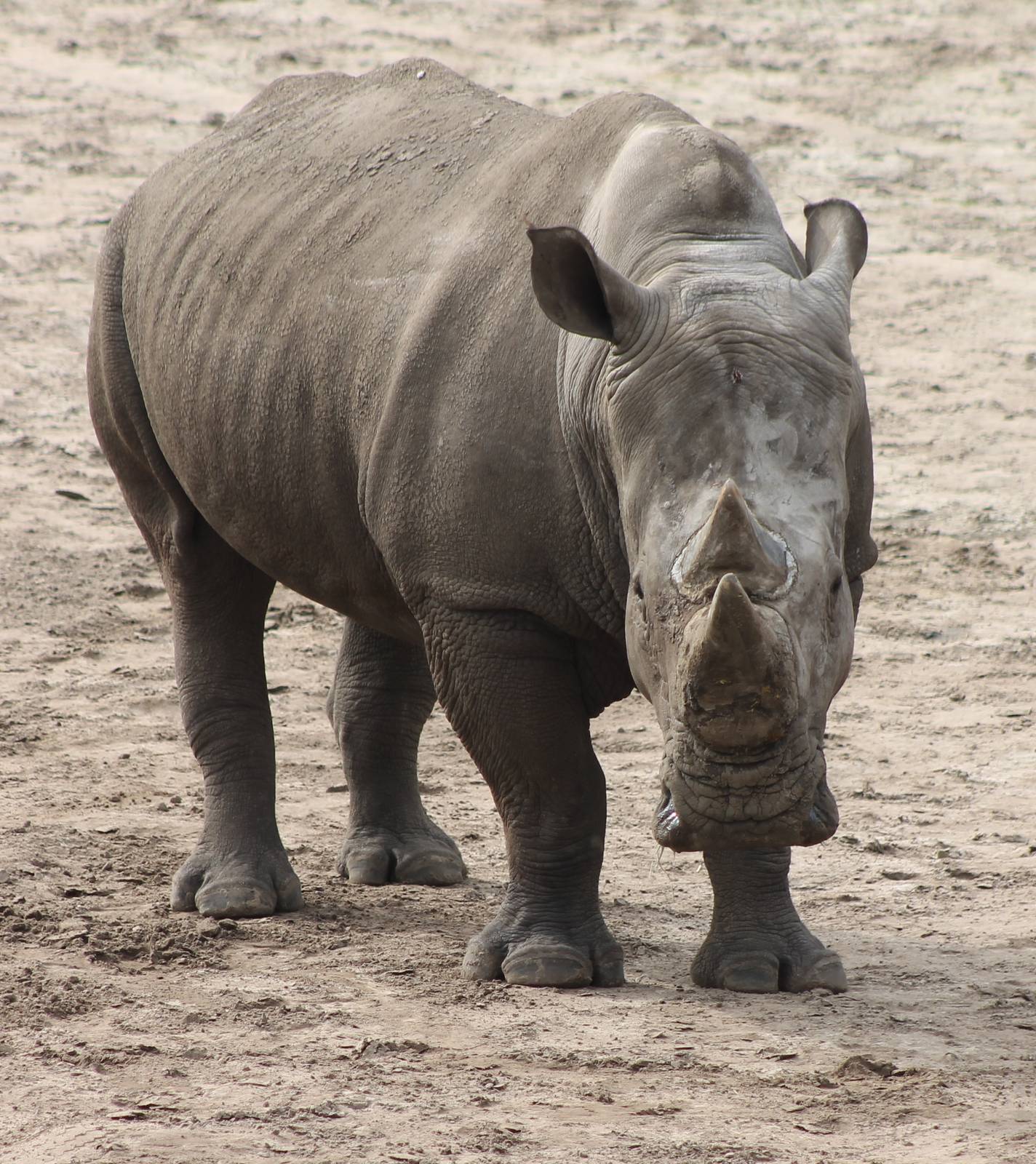 Southern white rhino