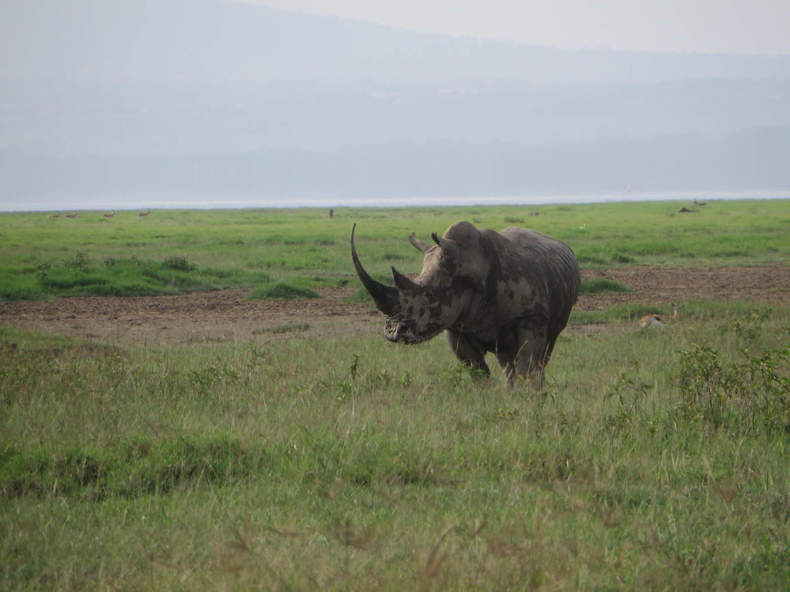 Southern white rhino