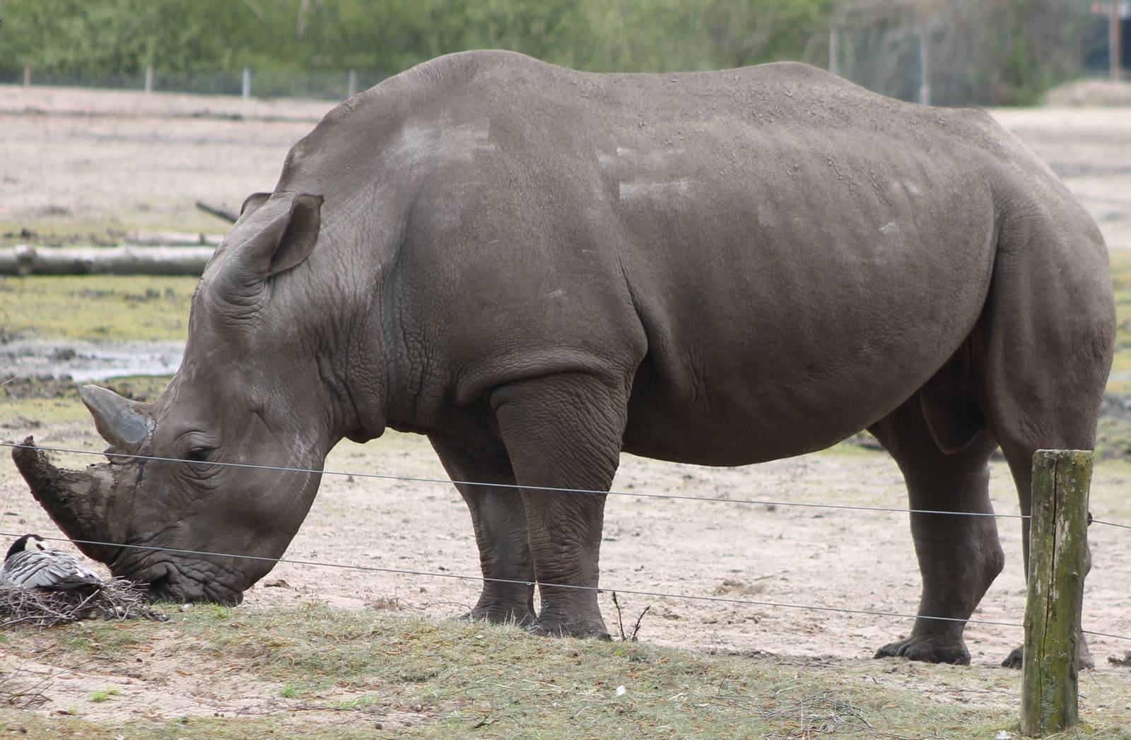 Southern white rhino
