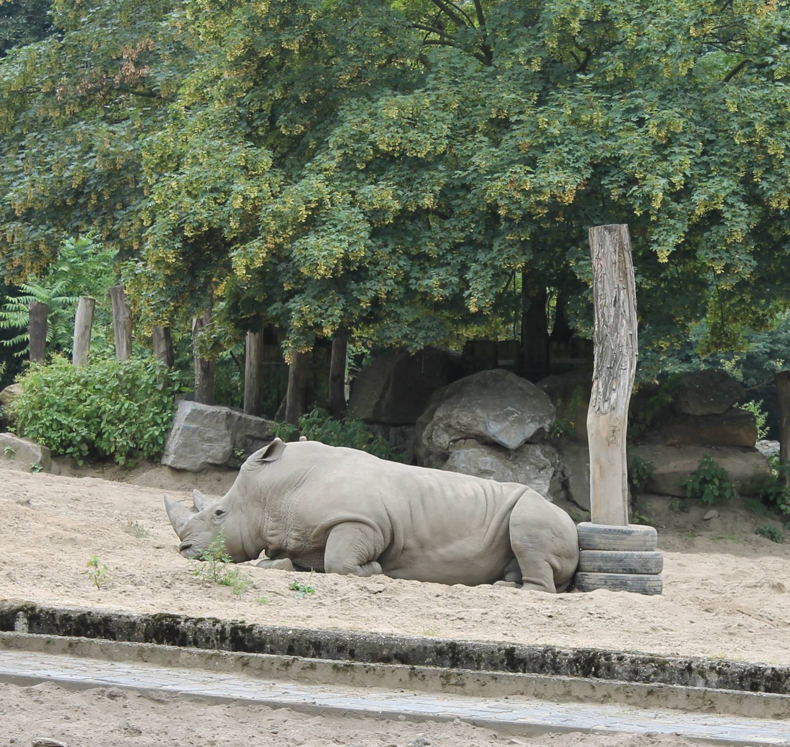 Southern white rhino