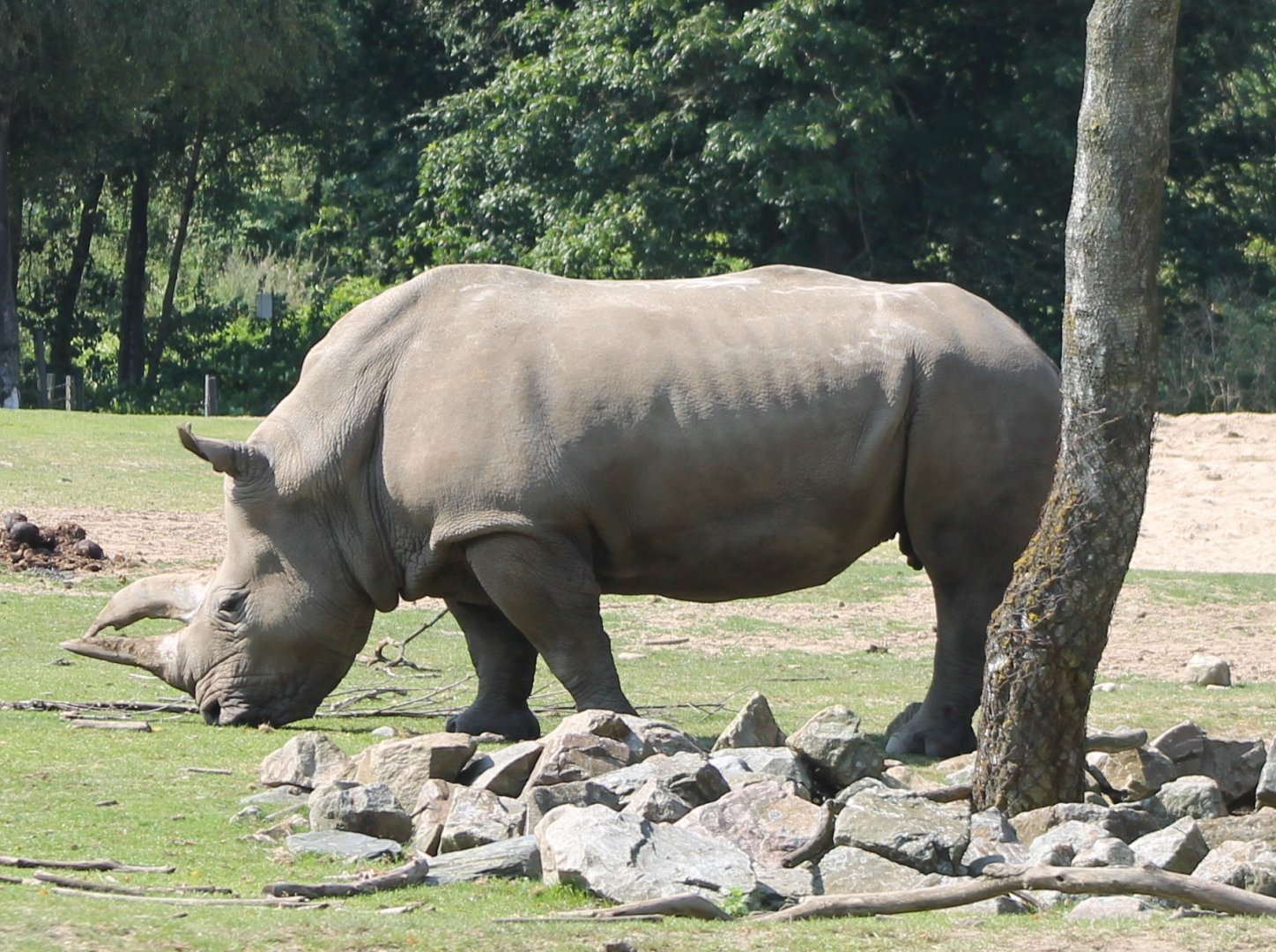 Southern white rhino