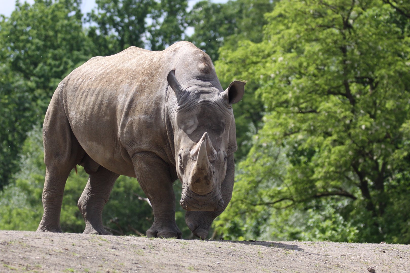 Southern white rhino
